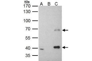 Image no. 3 for anti-Male-Specific Lethal 3 Homolog (MSL3) (Center) antibody (ABIN2856148)