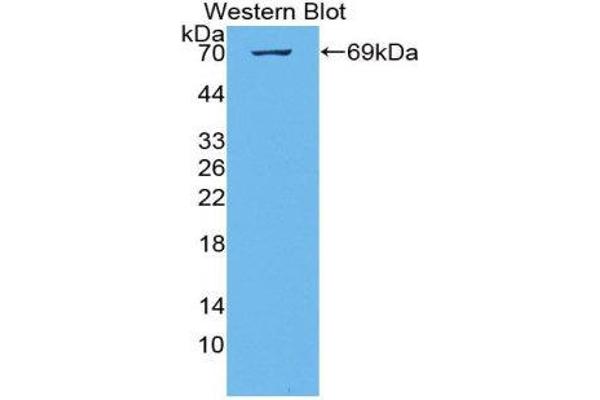 anti-KIAA1524 (KIAA1524) (AA 230-560) antibody