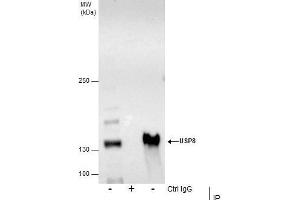 Image no. 1 for anti-Ubiquitin Specific Peptidase 8 (USP8) (Center) antibody (ABIN2855692)