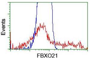 Image no. 2 for anti-F-Box Protein 21 (FBXO21) antibody (ABIN1498234)
