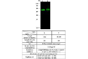 Image no. 1 for anti-Calcium/calmodulin-Dependent Protein Kinase IV (CAMK4) (C-Term) antibody (ABIN2681610)
