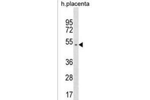 Y Antibody (Center) (ABIN1537921 and ABIN2838141) western blot analysis in human placenta tissue lysates (35 μg/lane).