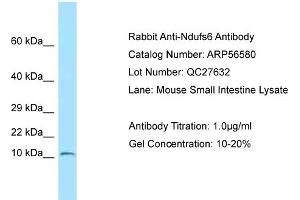 Image no. 1 for anti-NADH Dehydrogenase (Ubiquinone) Fe-S Protein 6, 13kDa (NADH-Coenzyme Q Reductase) (NDUFS6) (N-Term) antibody (ABIN2786781)