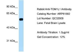 Image no. 1 for anti-Target of Myb1 (Chicken)-Like 1 (TOM1L1) (C-Term) antibody (ABIN2788936)