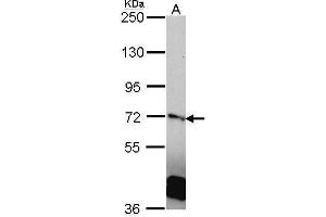 Image no. 2 for anti-Ran GTPase Activating Protein 1 (RANGAP1) (N-Term) antibody (ABIN2856335)