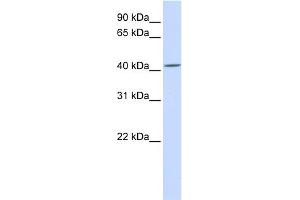 Image no. 1 for anti-Nucleotide Exchange Factor SIL1 (SIL1) (C-Term) antibody (ABIN2782037)