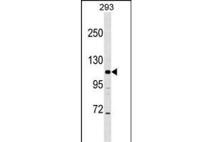 B2 Antibody (N-term) (ABIN1539085 and ABIN2848551) western blot analysis in 293 cell line lysates (35 μg/lane).