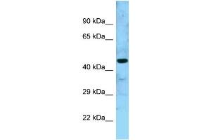 Image no. 1 for anti-GTP Binding Protein 5 (GTPBP5) (N-Term) antibody (ABIN2789265)