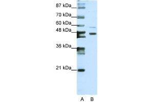 Image no. 1 for anti-Zinc Finger Protein 558 (ZNF558) (N-Term) antibody (ABIN2778468)