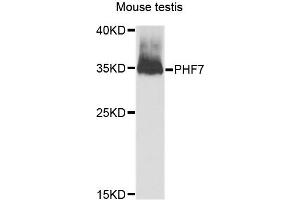 Image no. 1 for anti-PHD Finger Protein 7 (PHF7) antibody (ABIN2737364)