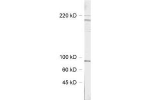 Image no. 3 for anti-SH3 and Multiple Ankyrin Repeat Domains 3 (SHANK3) (AA 1055-1616) antibody (ABIN1742347)