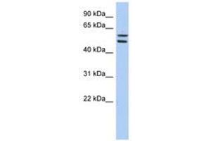 ZNF513 anticorps  (AA 467-516)