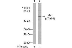 Image no. 2 for anti-Myc Proto-Oncogene protein (MYC) (pThr58) antibody (ABIN196672)