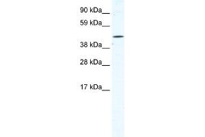 Image no. 1 for anti-Tetratricopeptide Repeat Domain 19 (TTC19) (N-Term) antibody (ABIN2780070)