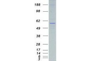 Image no. 1 for serine/threonine Kinase 38 Like (STK38L) protein (Myc-DYKDDDDK Tag) (ABIN2732879)