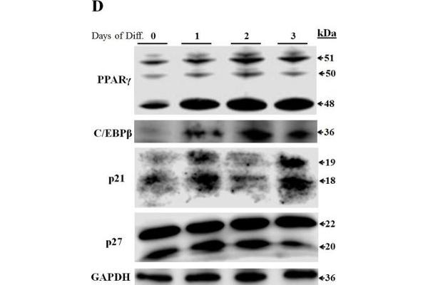 anti-Peroxisome Proliferator-Activated Receptor gamma (PPARG) (AA 101-200) antibody