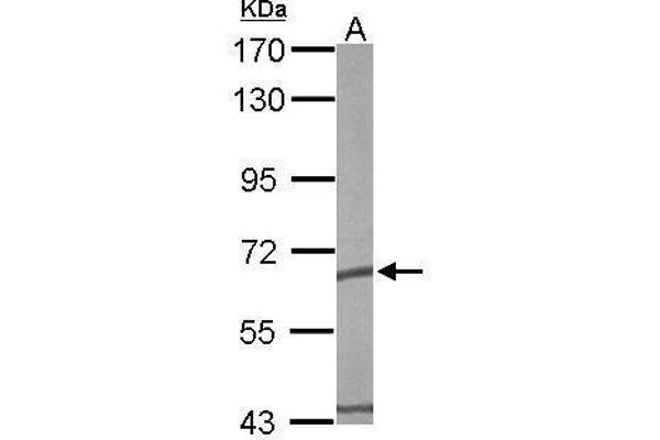 anti-Chaperonin Containing TCP1, Subunit 5 (Epsilon) (CCT5) (Center) antibody