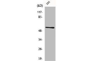 CLK1 anticorps  (Internal Region)