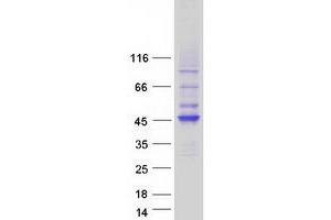 Image no. 1 for HAUS Augmin-Like Complex, Subunit 4 (HAUS4) protein (Myc-DYKDDDDK Tag) (ABIN2722444)