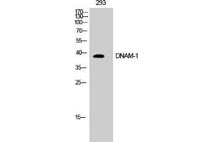 Image no. 3 for anti-CD226 (CD226) (Tyr570) antibody (ABIN3184330)