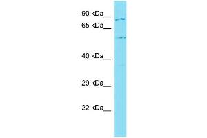 Image no. 1 for anti-Glycosyltransferase 25 Domain Containing 2 (GLT25D2) (C-Term) antibody (ABIN2774480)