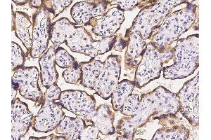 Image no. 1 for anti-Trophoblast Glycoprotein (TPBG) (Center) antibody (ABIN6925347)