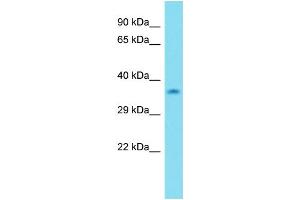 anti-Kinetochore-Localized Astrin/SPAG5 Binding Protein (KNSTRN) (N-Term) antibody