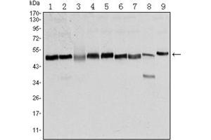 Image no. 1 for anti-Forkhead Box D3 (FOXD3) antibody (ABIN1107263)
