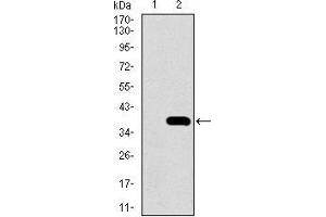 Image no. 1 for anti-Neuronal Differentiation 1 (NEUROD1) (AA 26-91) antibody (ABIN1724757)
