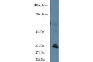 Image no. 3 for anti-Peptidylprolyl Isomerase E (Cyclophilin E) (PPIE) (AA 41-264) antibody (ABIN1860290)