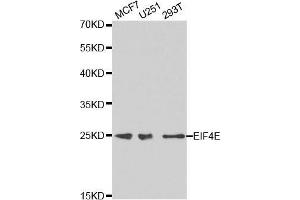 anti-Eukaryotic Translation Initiation Factor 4E (EIF4E) antibody
