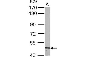 Image no. 2 for anti-Ring Finger Protein 180 (RNF180) (AA 9-302) antibody (ABIN1500720)