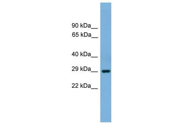 anti-Basic Helix-Loop-Helix Family, Member E23 (BHLHE23) (N-Term) antibody