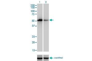 Image no. 1 for anti-Coagulation Factor IX (F9) (AA 96-190) antibody (ABIN560826)