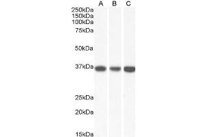 Image no. 2 for anti-Malate Dehydrogenase 2, NAD (Mitochondrial) (MDH2) (AA 221-232) antibody (ABIN5539865)