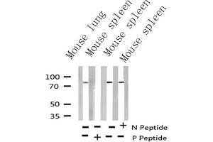 MYB antibody  (pSer532)
