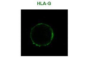 Image no. 3 for anti-HLA Class I Histocompatibility Antigen, alpha Chain G (HLAG) antibody (PE) (ABIN94373)