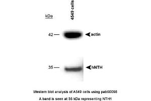 Image no. 1 for anti-Nth Endonuclease III-Like 1 (NTHL1) (full length) antibody (ABIN363407)