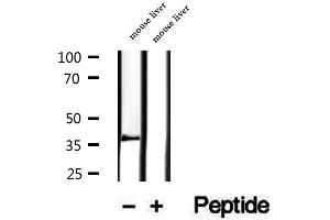 Image no. 2 for anti-Phosphoinositide-3-Kinase-Interacting Protein 1 (PIK3IP1) (N-Term) antibody (ABIN6264216)