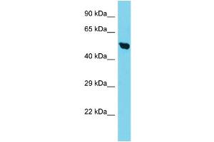Image no. 1 for anti-Translocase of Inner Mitochondrial Membrane 50 Homolog (TIMM50) (C-Term) antibody (ABIN2791268)
