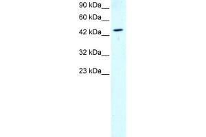 Image no. 5 for anti-GATA Binding Protein 2 (GATA2) (N-Term) antibody (ABIN2777458)