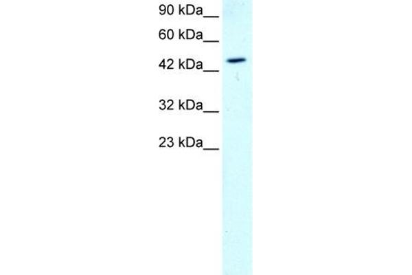 GATA2 antibody  (N-Term)