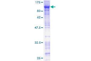 Image no. 1 for Zinc Finger Protein 143 (ZNF143) (AA 1-626) protein (GST tag) (ABIN1325891)