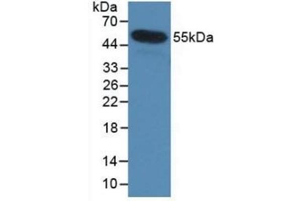 Interleukin 35 antibody  (AA 23-219)