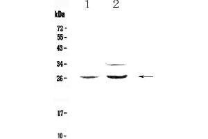 Image no. 3 for anti-Betacellulin (BTC) (AA 32-177) antibody (ABIN5692803)