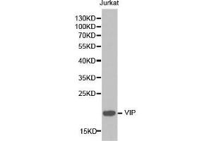 Image no. 1 for anti-Vasoactive Intestinal Peptide (Vip) antibody (ABIN3022579)