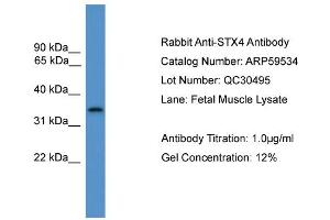 Image no. 2 for anti-Syntaxin 4 (STX4) (C-Term) antibody (ABIN2774260)