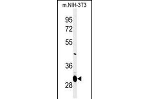 Image no. 1 for anti-Magnesium Transporter 1 (MAGT1) (AA 44-71), (N-Term) antibody (ABIN5536659)