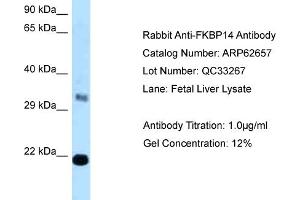 Image no. 1 for anti-FK506 Binding Protein 14, 22 KDa (FKBP14) (C-Term) antibody (ABIN2789201)