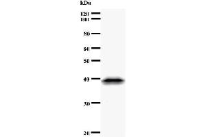 Image no. 3 for anti-CDC5 Cell Division Cycle 5-Like (S. Pombe) (CDC5L) antibody (ABIN933108)